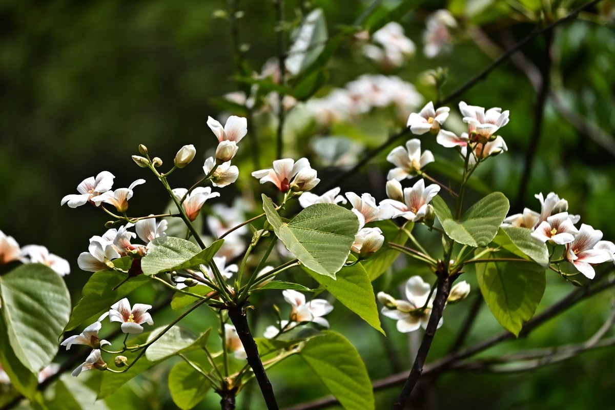 桐油树花开了，白里透红