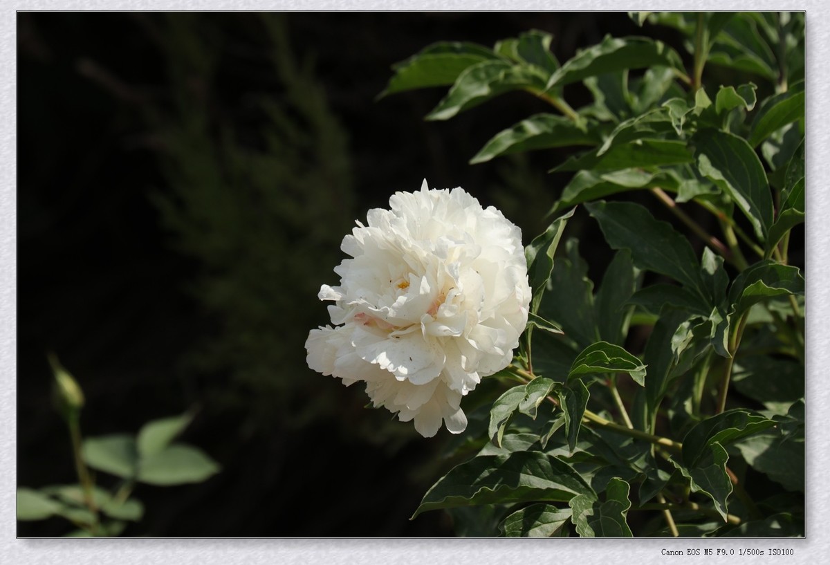 芍药花【乙巳年-124】