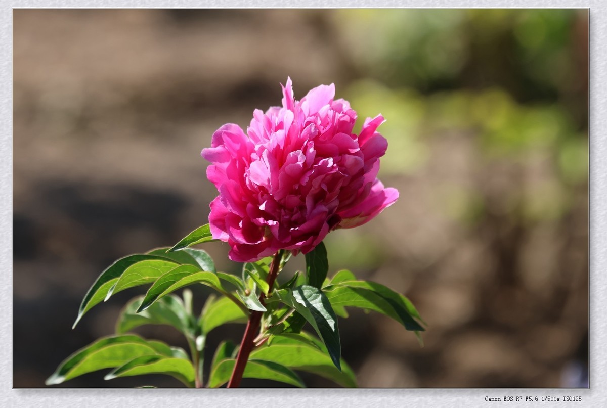 芍药花【乙巳年-124】