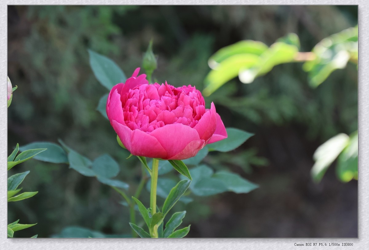 芍药花【乙巳年-124】