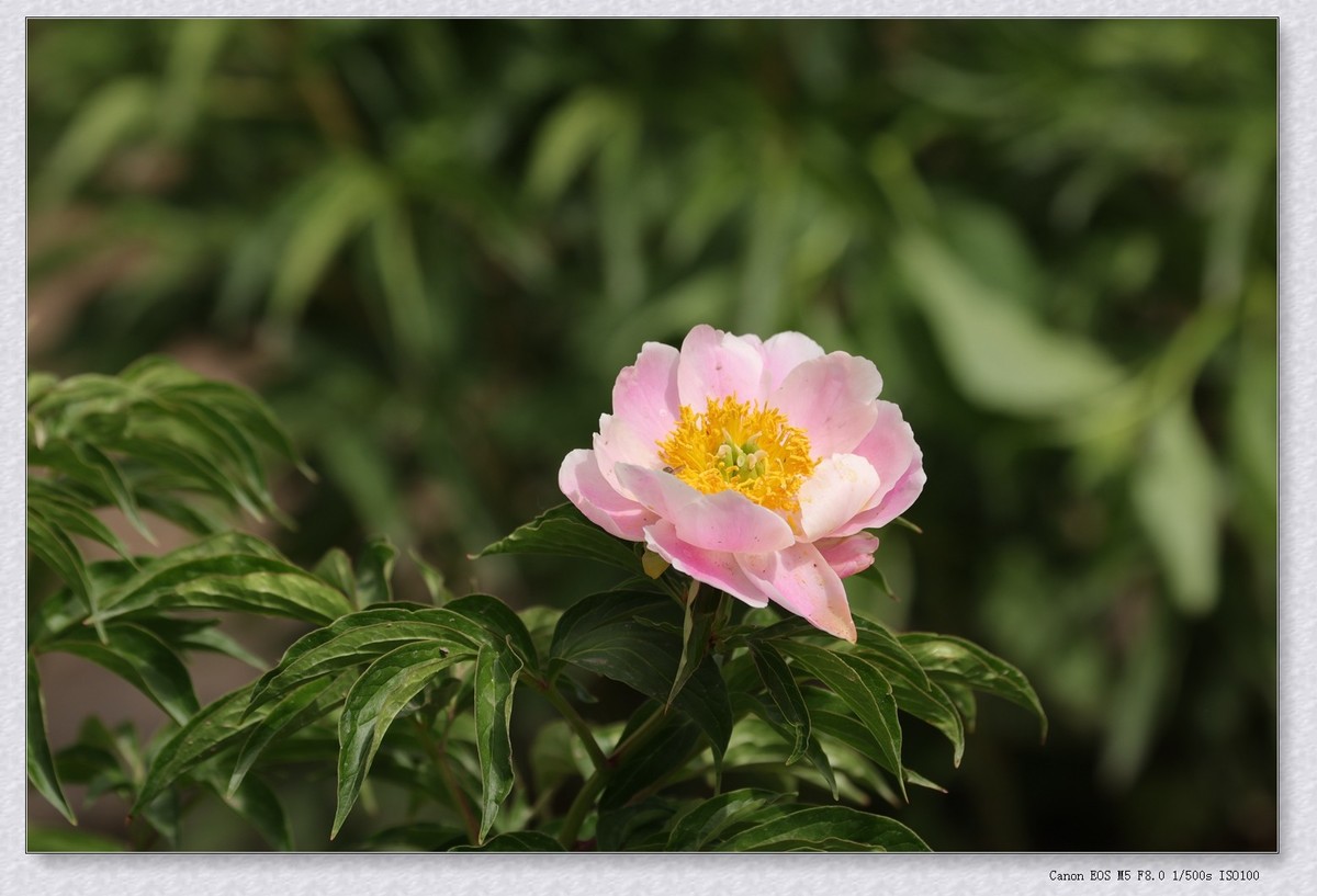 芍药花【乙巳年-124】