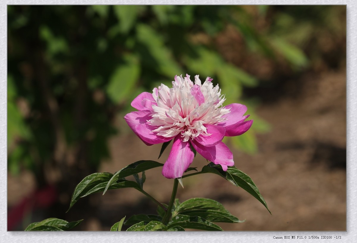 芍药花【乙巳年-124】
