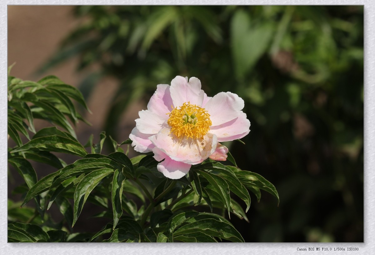 芍药花【乙巳年-124】