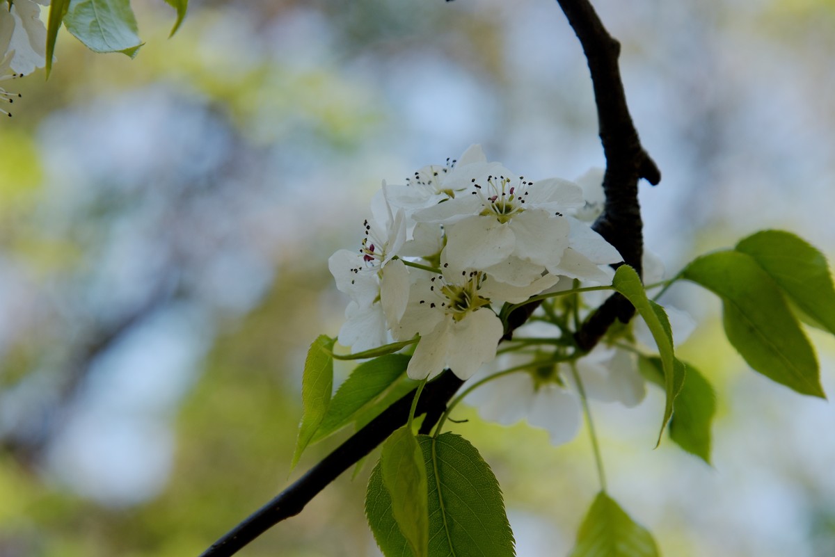 2025之春（十六）－ 梨花