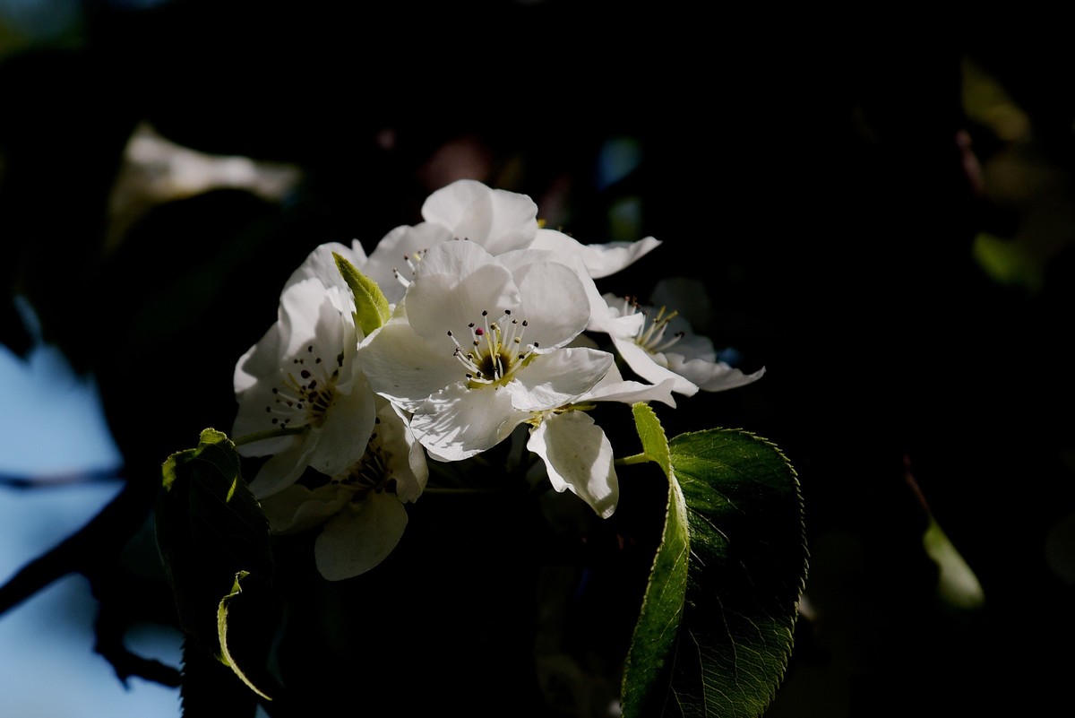 2025之春（十六）－ 梨花