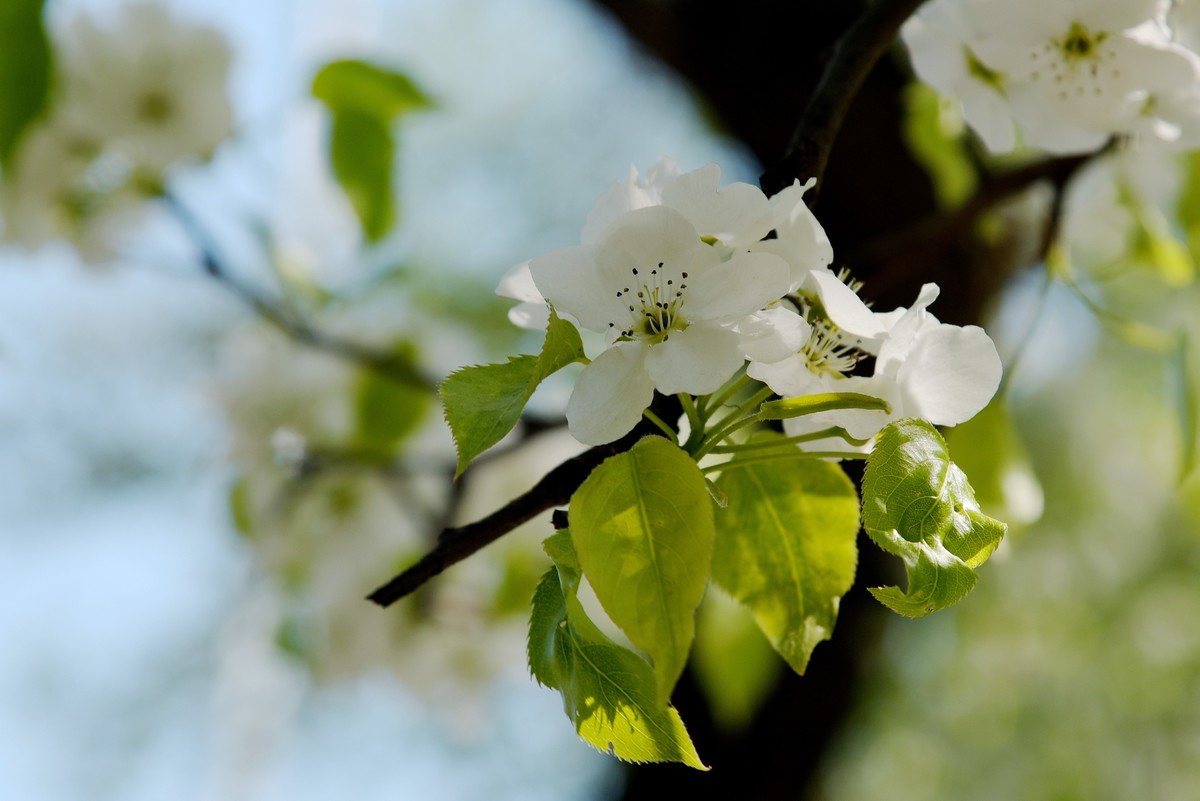 2025之春（十六）－ 梨花