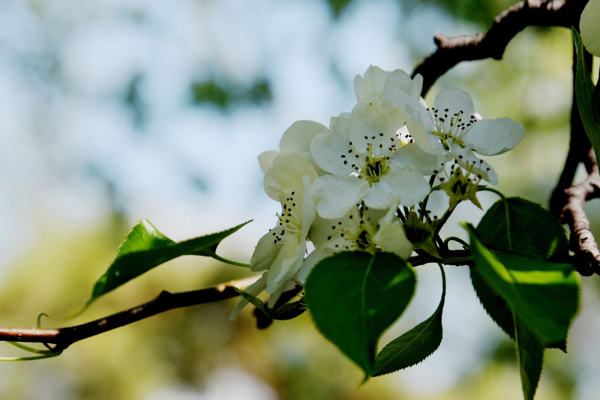 2025之春（十六）－ 梨花