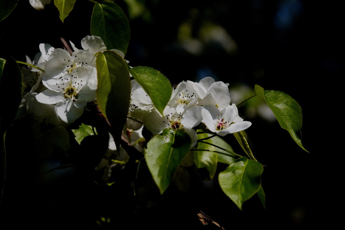 2025之春（十六）－ 梨花