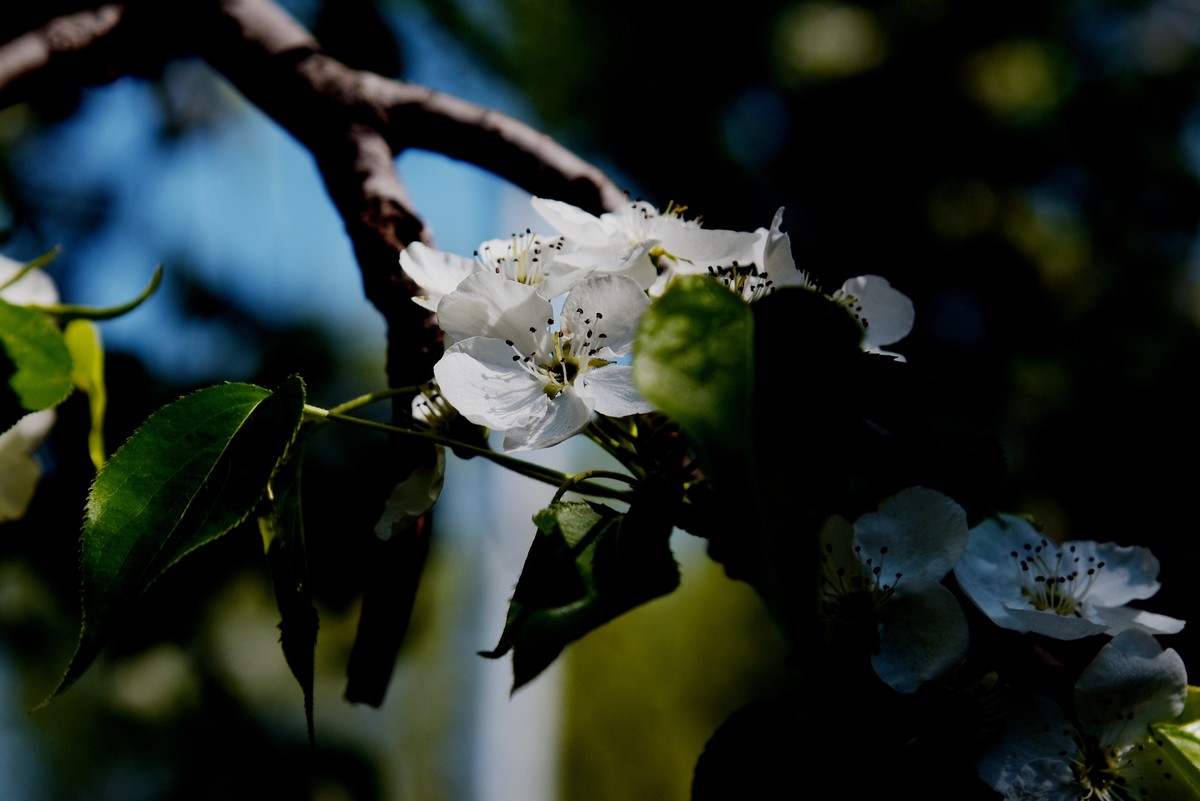 2025之春（十六）－ 梨花