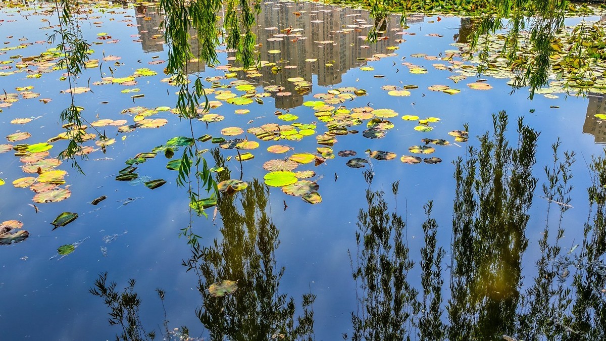 大 连 前 关 湿 地 （ 五 ）