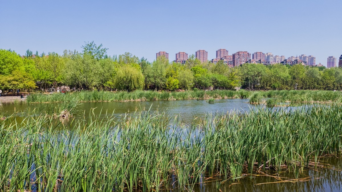 大 连 前 关 湿 地 （ 五 ）