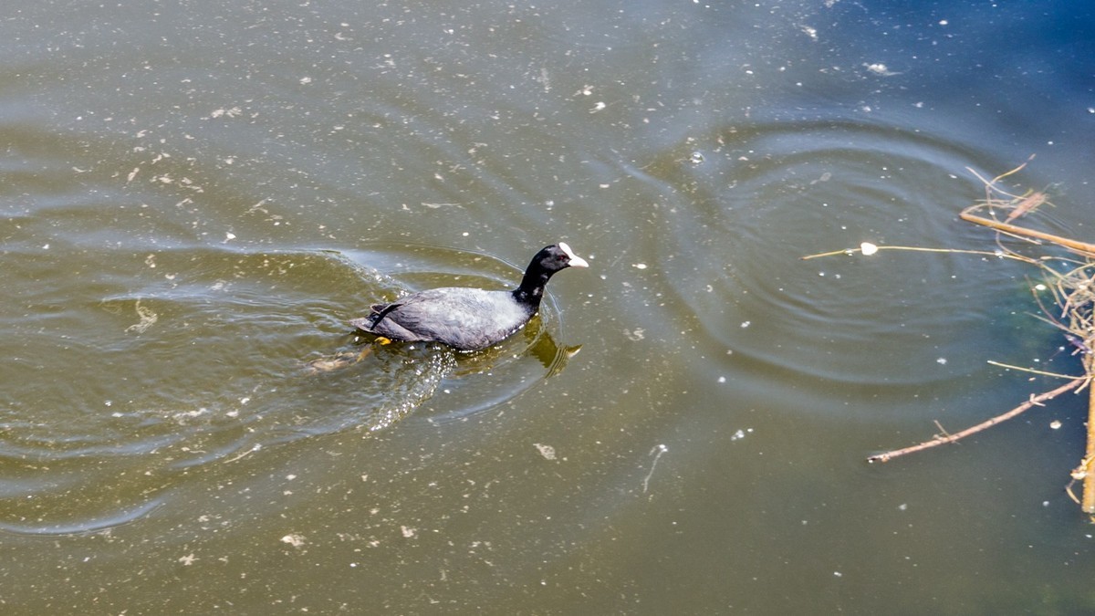大 连 前 关 湿 地 （ 五 ）
