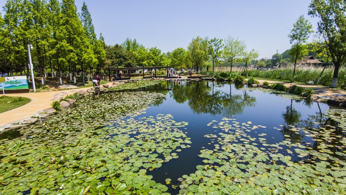大 连 前 关 湿 地 （ 五 ）