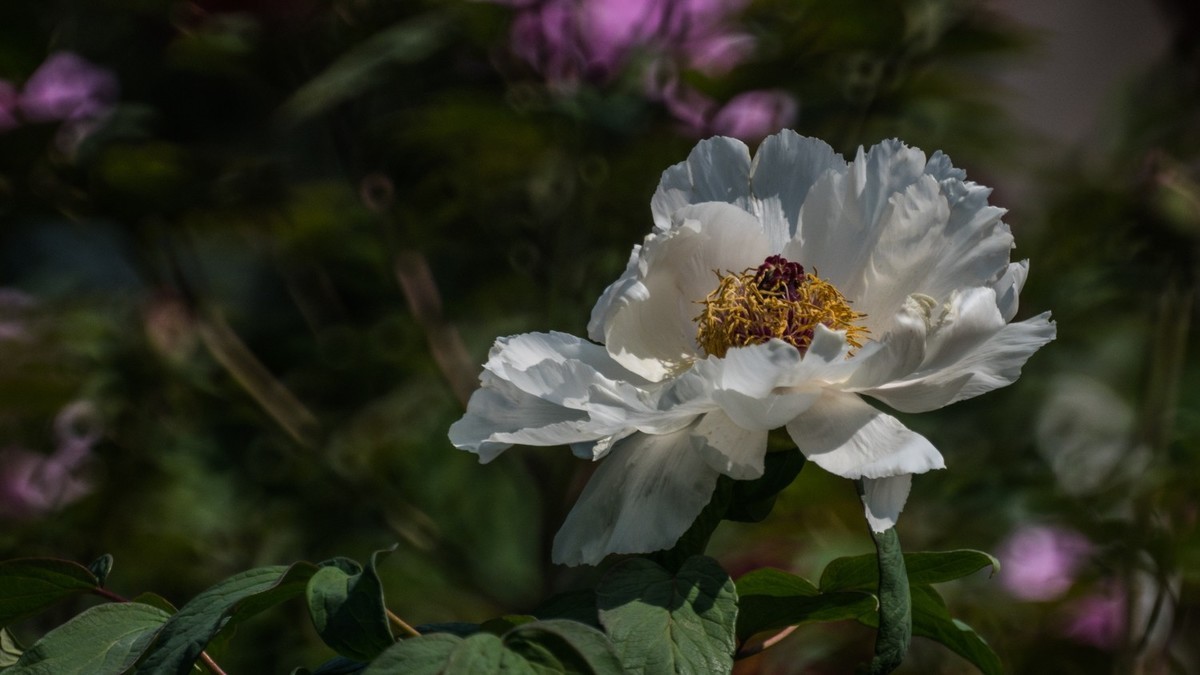 大 连 华 家 牡 丹 园 （ 三 ）