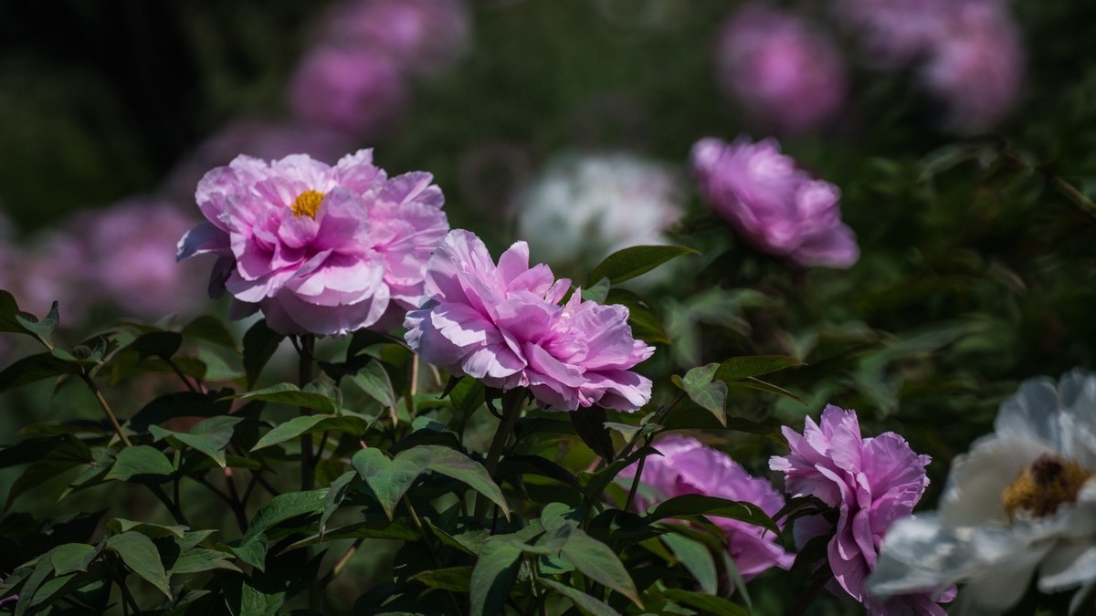 大 连 华 家 牡 丹 园 （ 三 ）