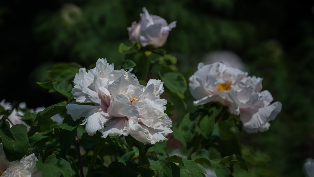 大 连 华 家 牡 丹 园 （ 三 ）