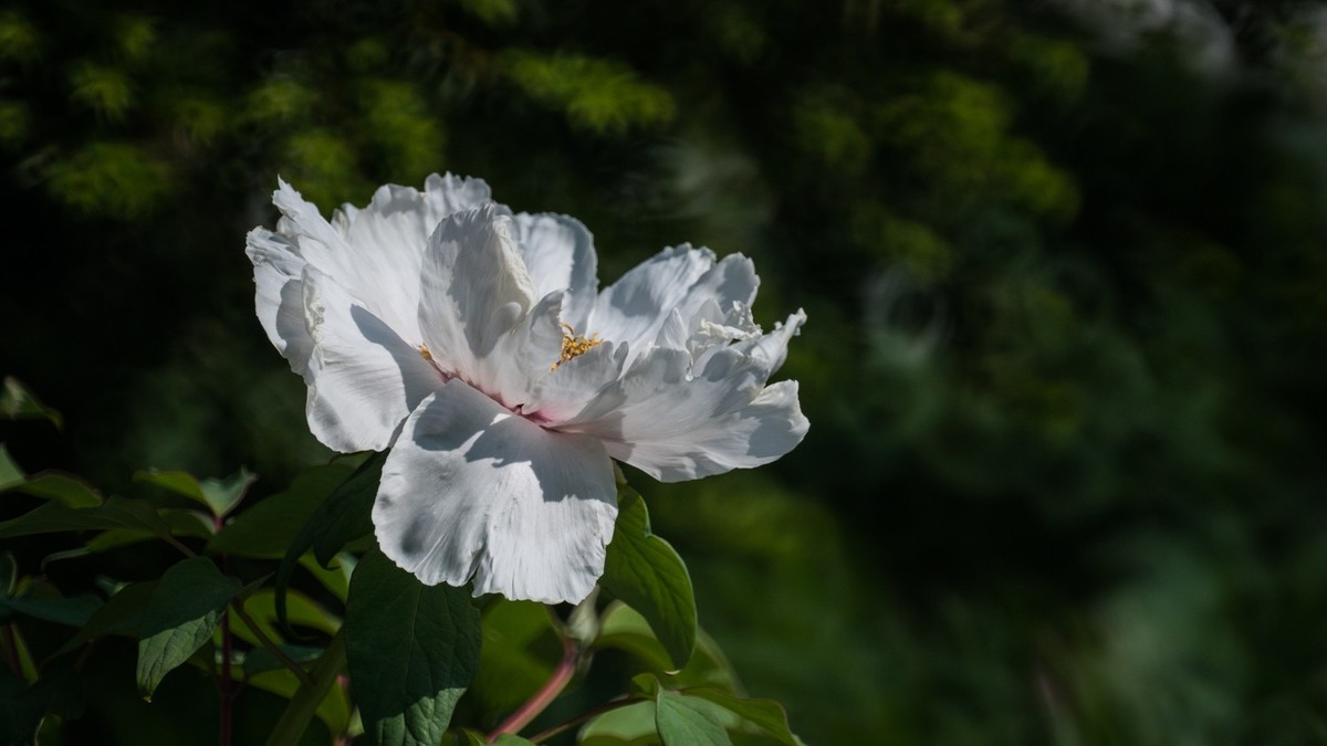 大 连 华 家 牡 丹 园 （ 三 ）