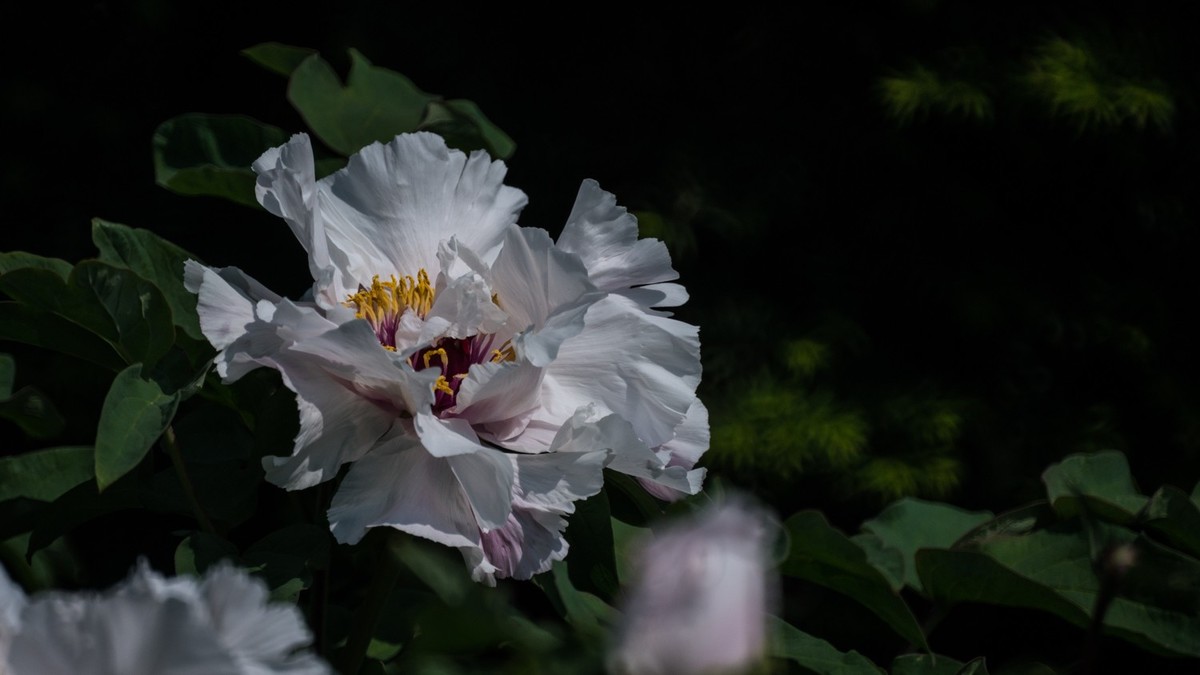 大 连 华 家 牡 丹 园 （ 三 ）