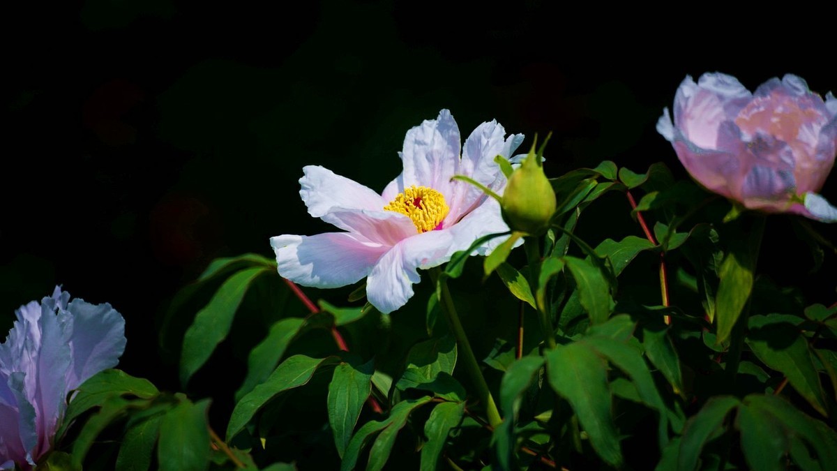 大 连 华 家 牡 丹 园 （ 三 ）