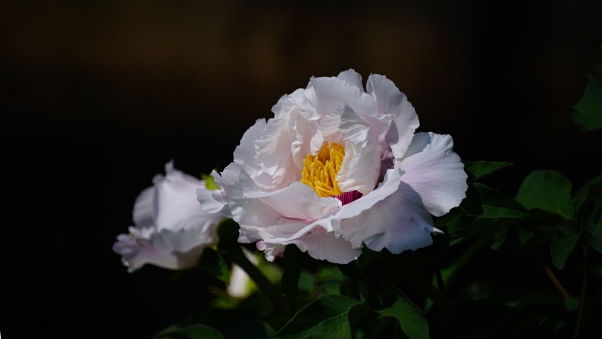 大 连 华 家 牡 丹 园 （ 三 ）