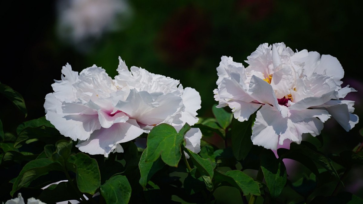 大 连 华 家 牡 丹 园 （ 三 ）