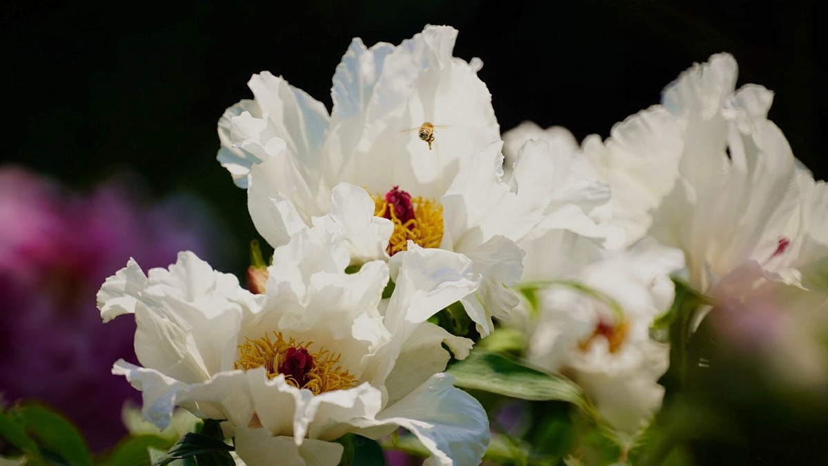 大 连 华 家 牡 丹 园 （ 三 ）