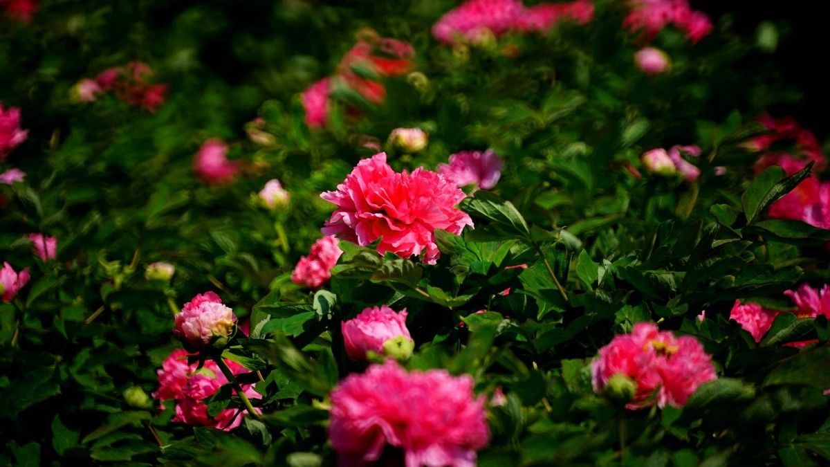 大 连 华 家 牡 丹 园 （ 三 ）