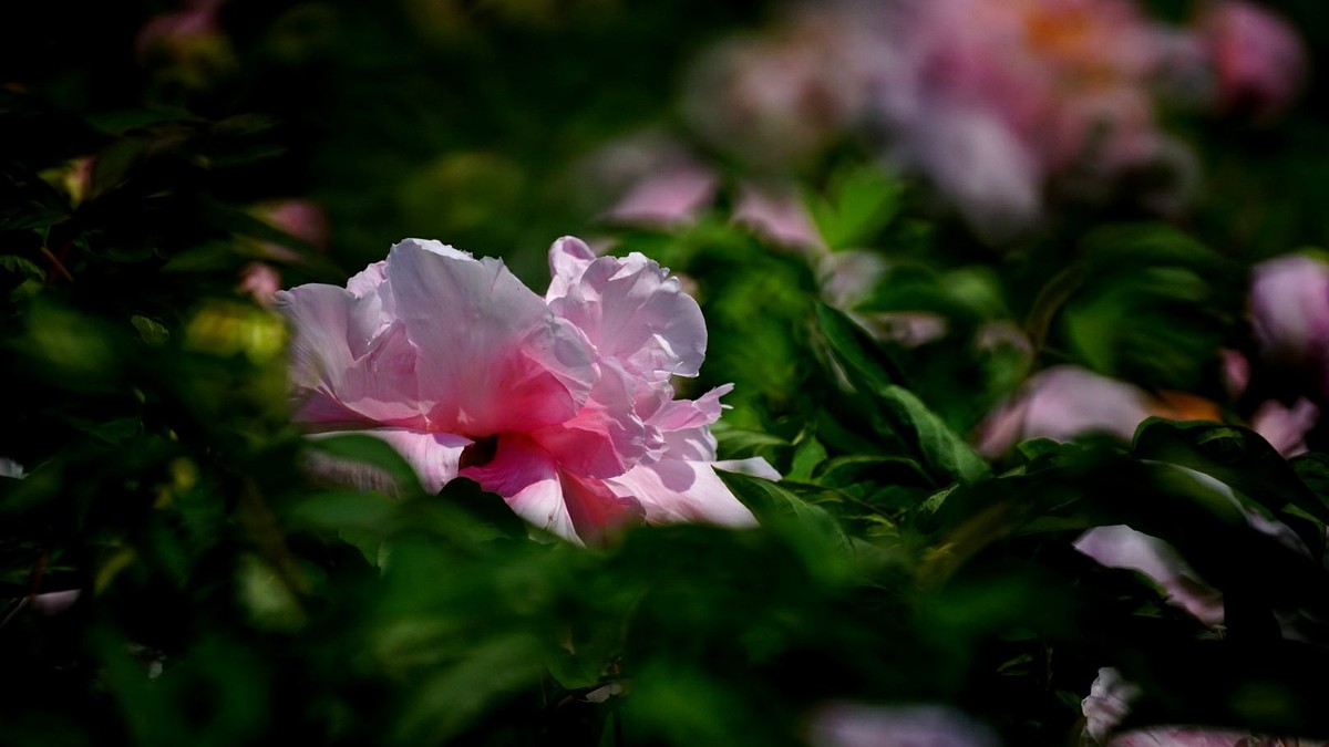 大 连 华 家 牡 丹 园 （ 三 ）