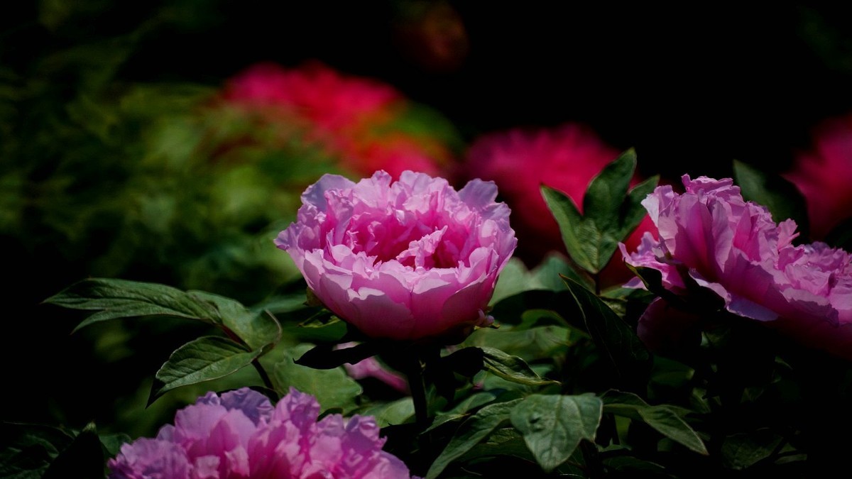 大 连 华 家 牡 丹 园 （ 三 ）