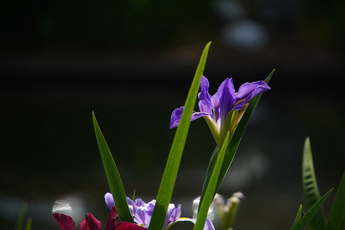 春日随拍之十五