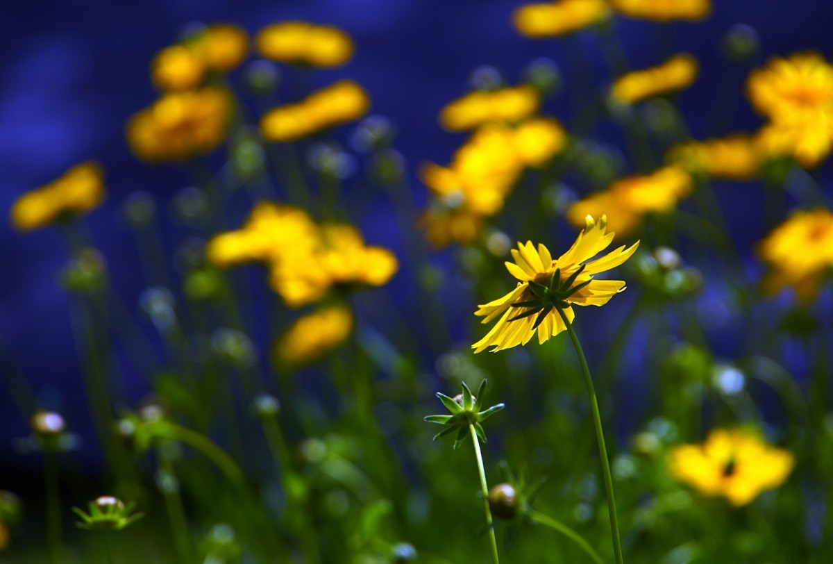 春日随拍之十五
