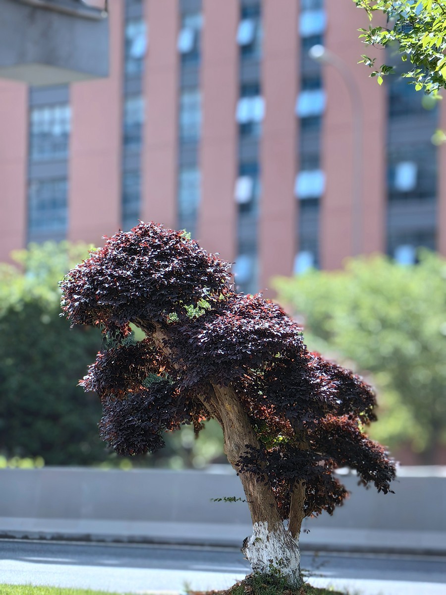 春日随拍之十五