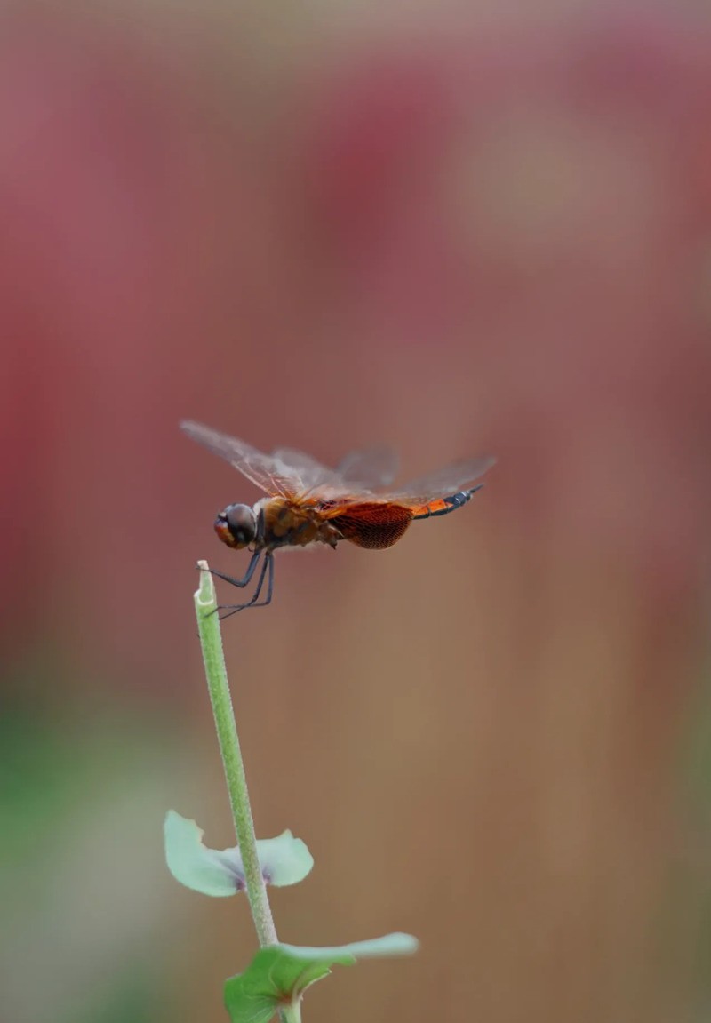 蜻蜒停留