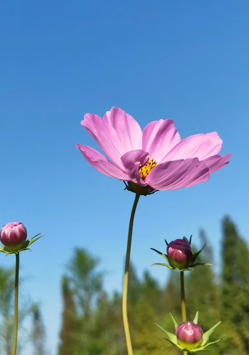 蓝天下的格桑花