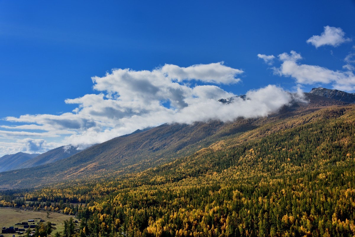 #留住美丽秋天# ——金色喀纳斯【1】