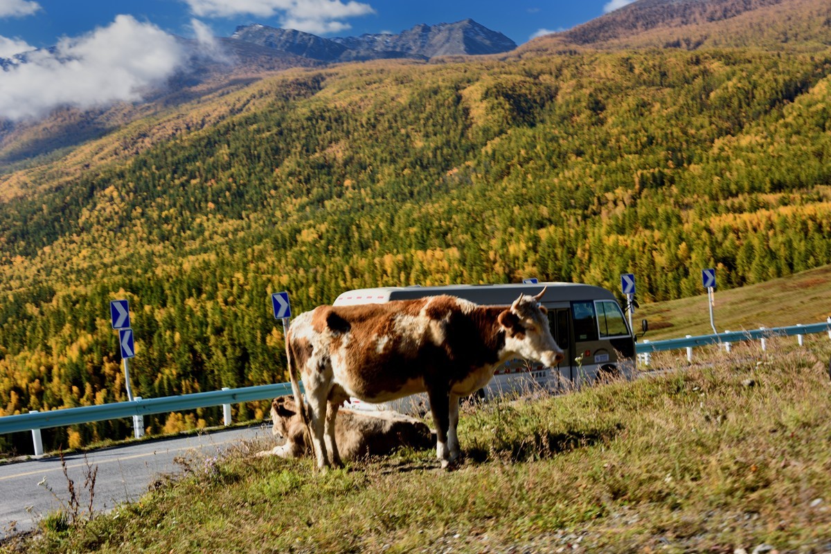 #留住美丽秋天# ——金色喀纳斯【1】