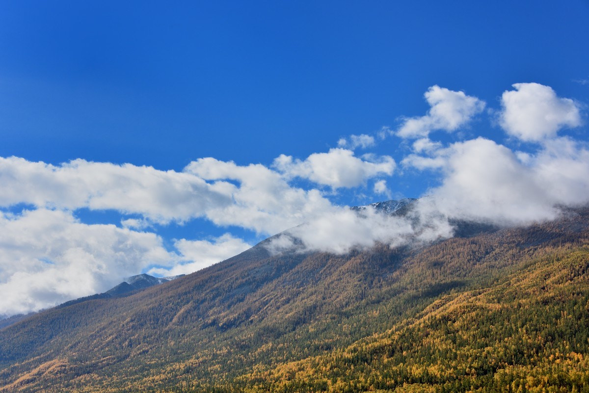 #留住美丽秋天# ——金色喀纳斯【1】