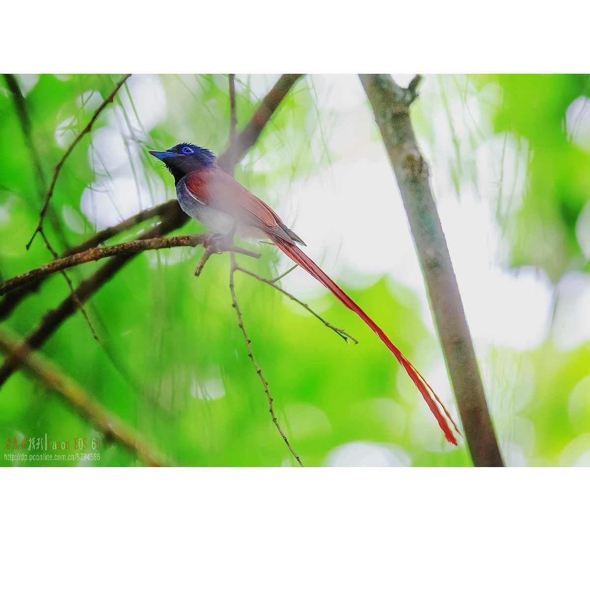 寿带，密林暗光记录