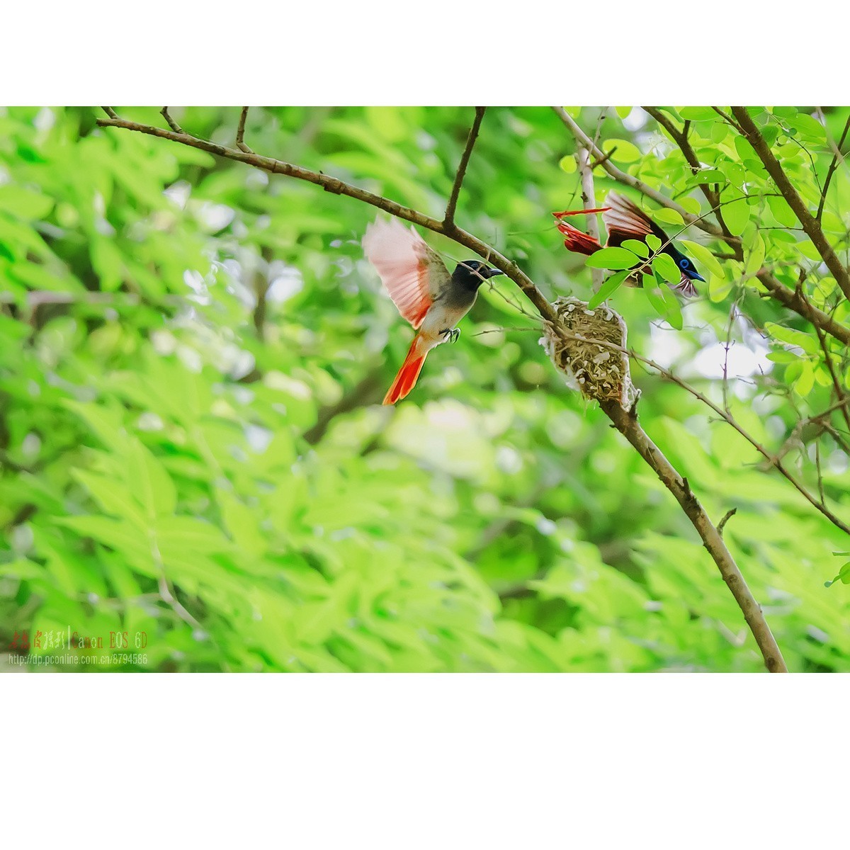 寿带，密林暗光记录