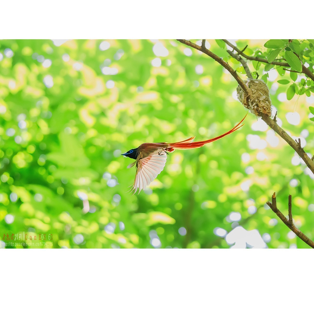 寿带，密林暗光记录