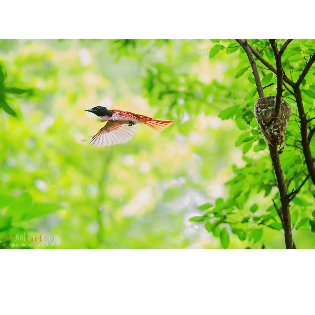 寿带，密林暗光记录