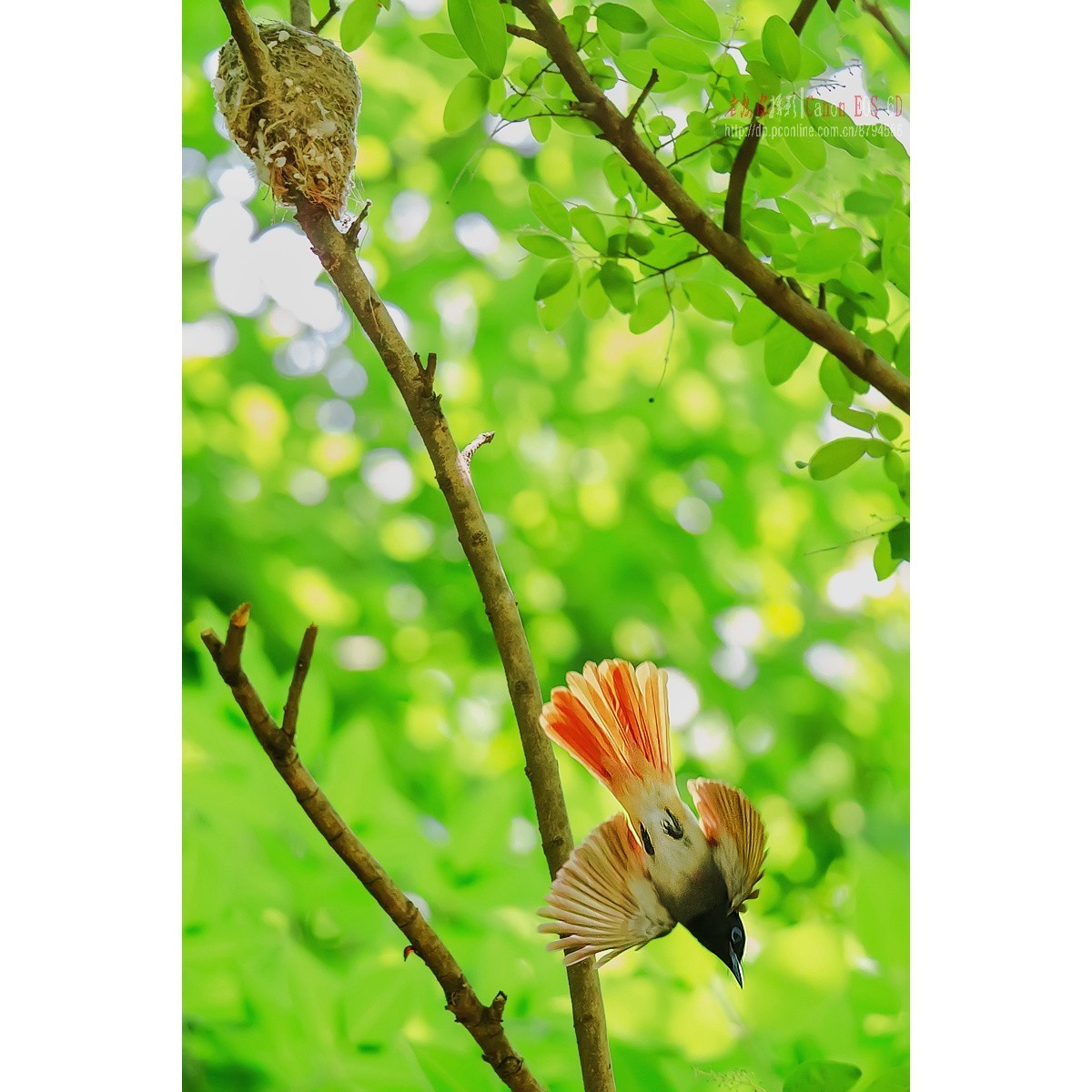 寿带，密林暗光记录