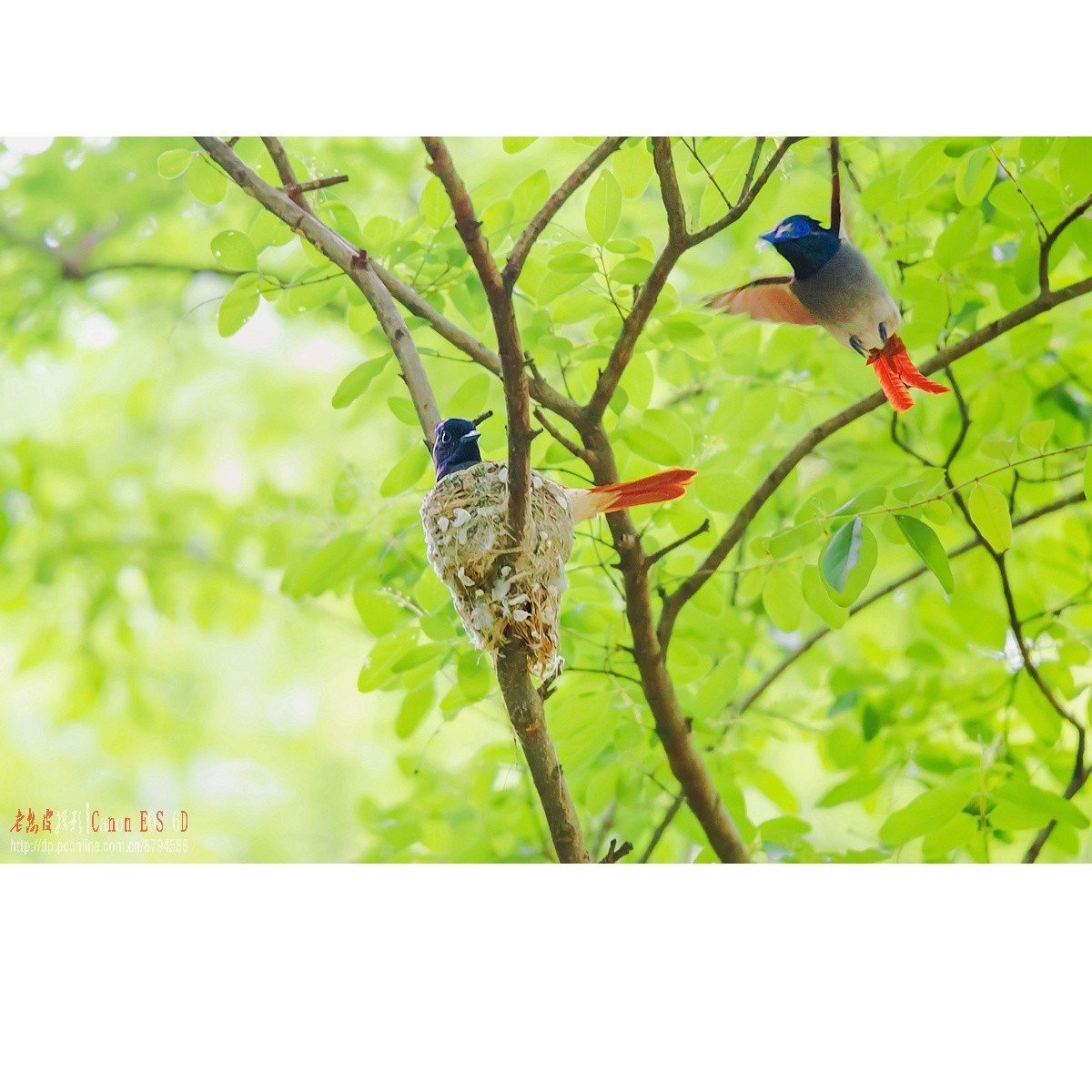 寿带，密林暗光记录