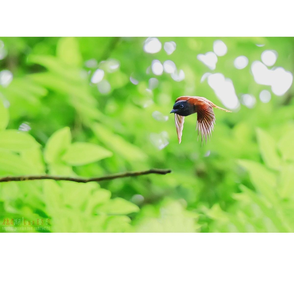 寿带，密林暗光记录