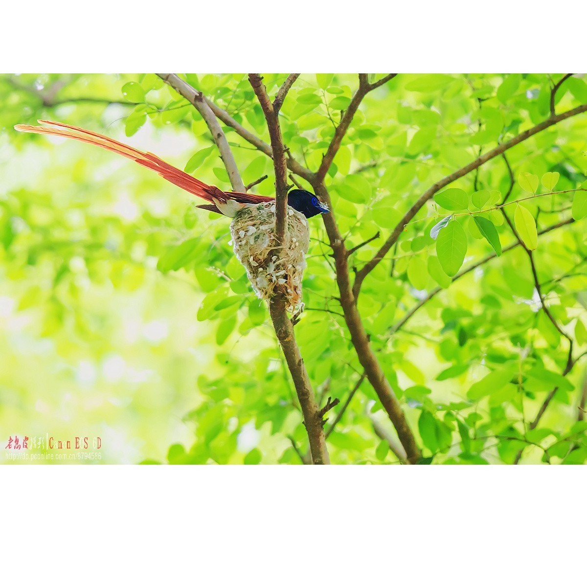 寿带，密林暗光记录