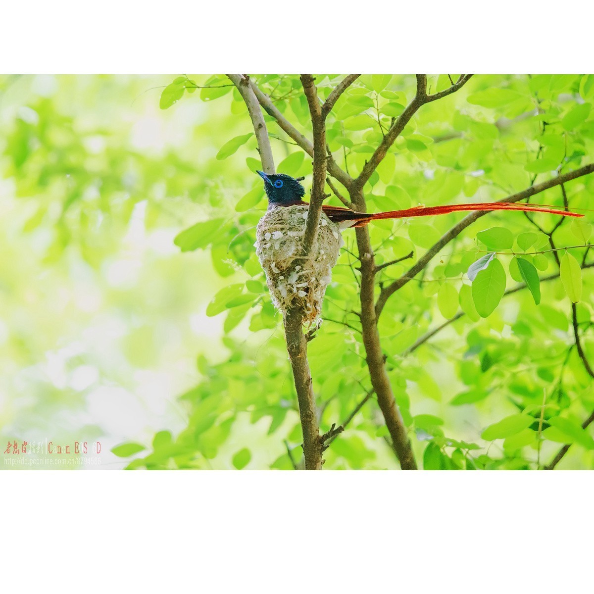 寿带，密林暗光记录