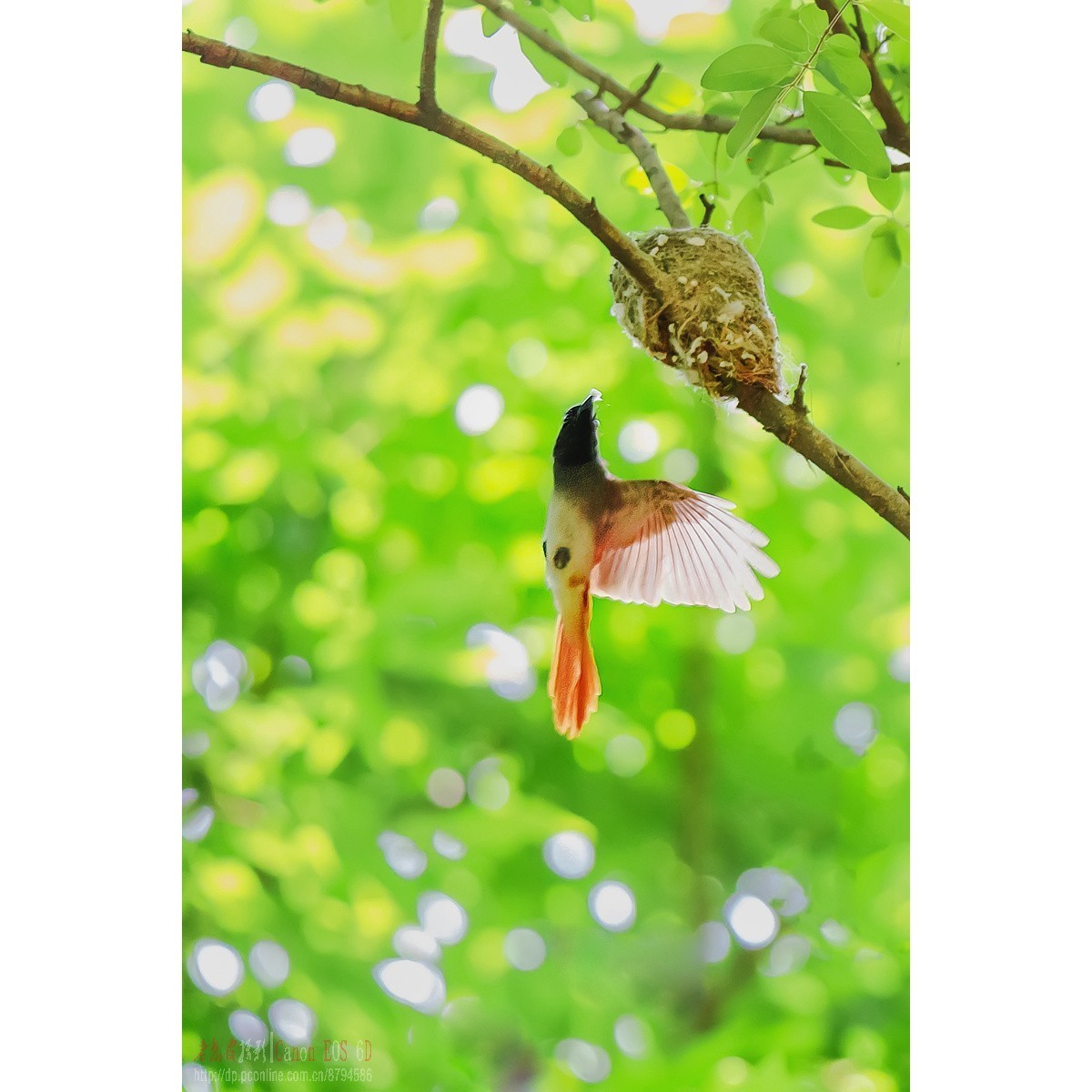 寿带，密林暗光记录