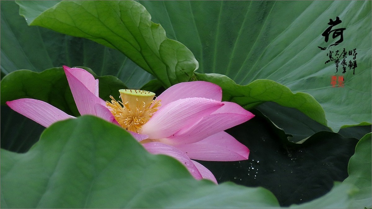 #荷花#荷塘“阅色”