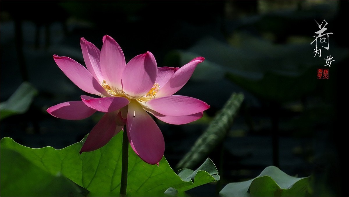 #荷花#荷塘“阅色”