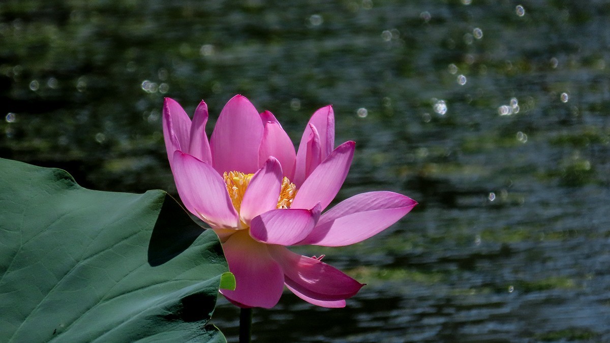 #荷花#荷塘“阅色”